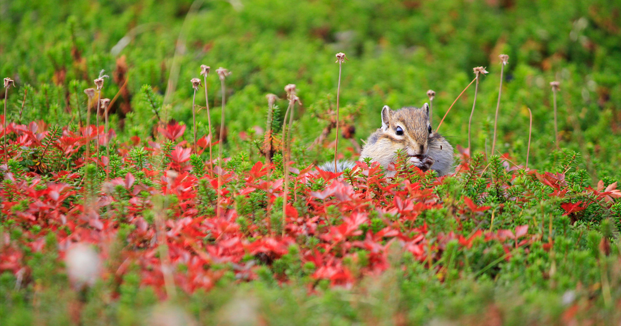 HIGASHIKAWA THE TOWN OF PHOTOGRAPHY